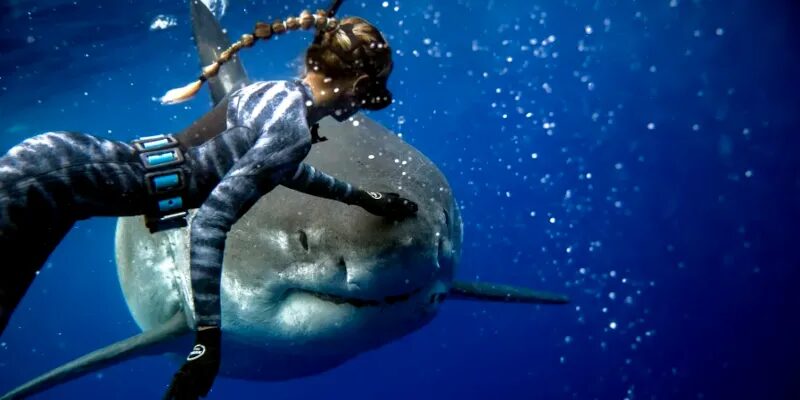 Swimming with Sharks