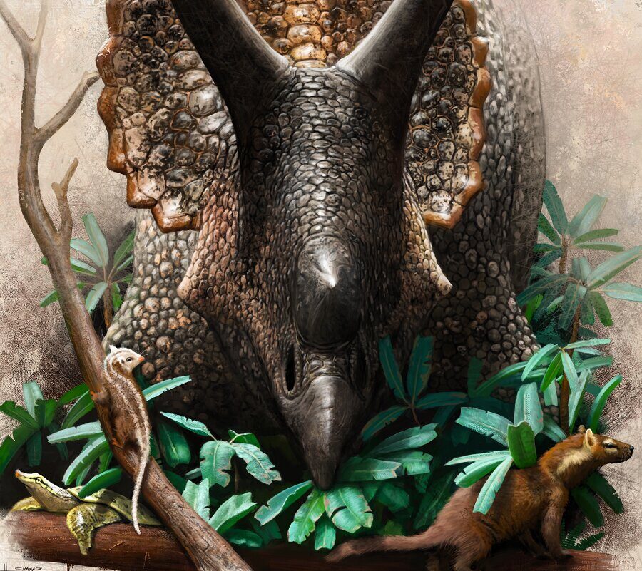 Triceratops