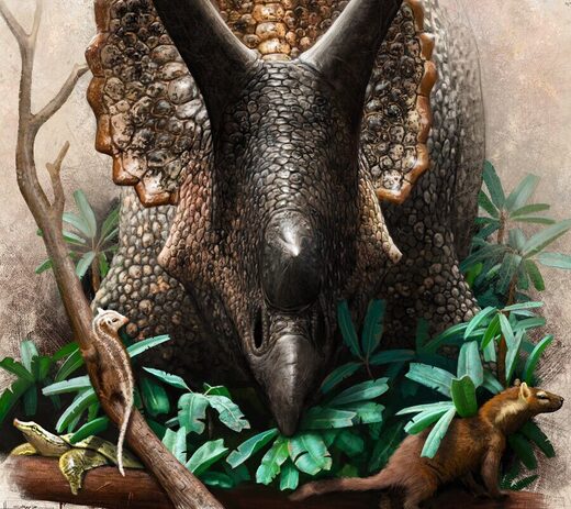 Click to enlarge Triceratops