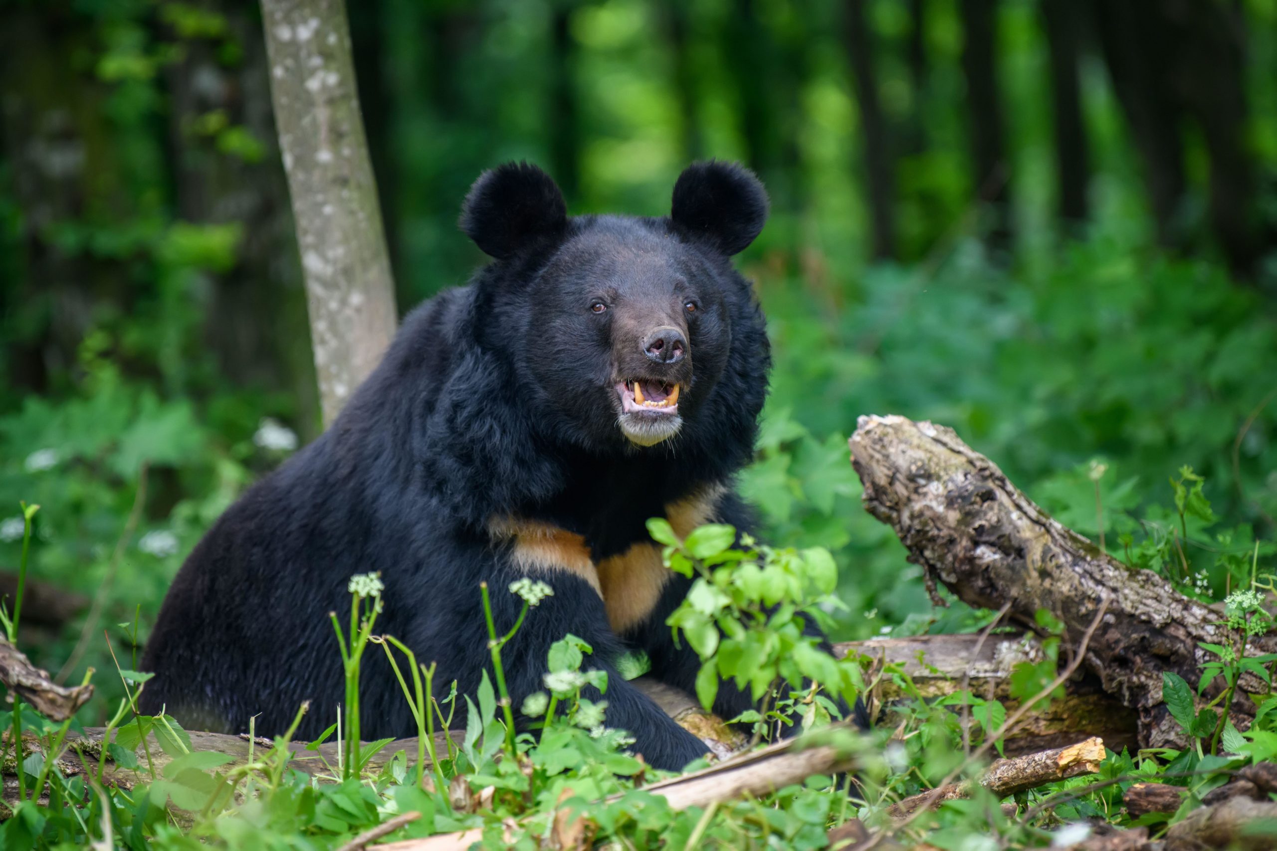 Asiatic black bear