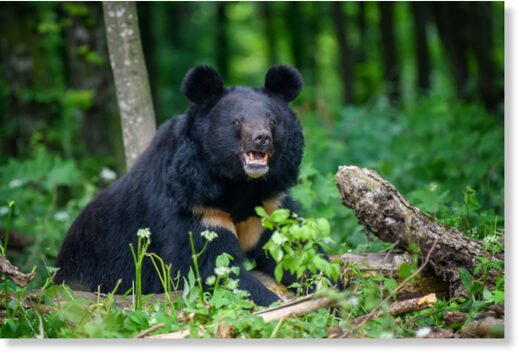 Asiatic black bear