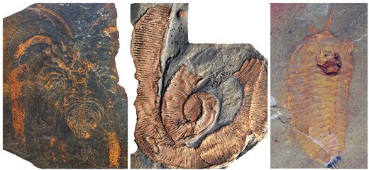 Click to enlarge anthropod fossil