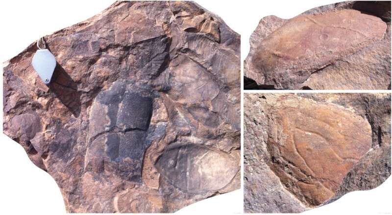 Click to enlarge anthropod fossil