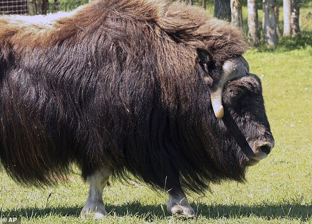 One of the muskoxen attacked him and Worland was declared dead at the scene, according to a statement from the troopers (file image)