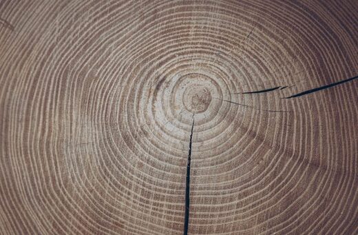 tree rings