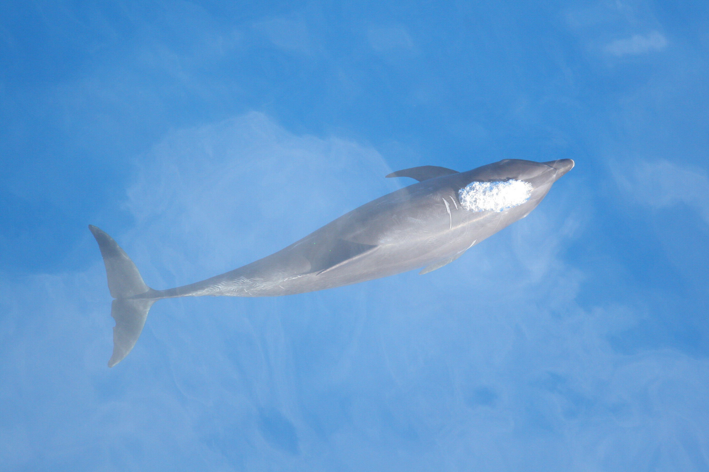 new sub-species dolphinTursiops truncatus nuuanu