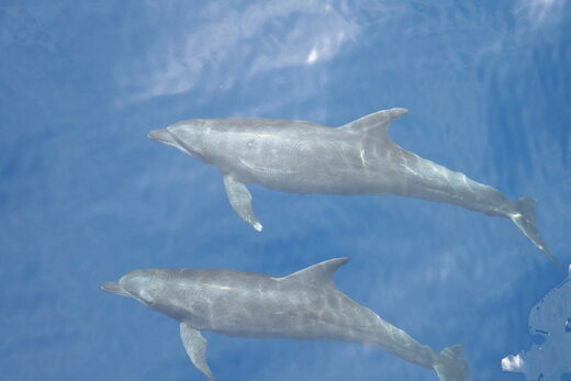 new sub-species bottlenose dolphin
