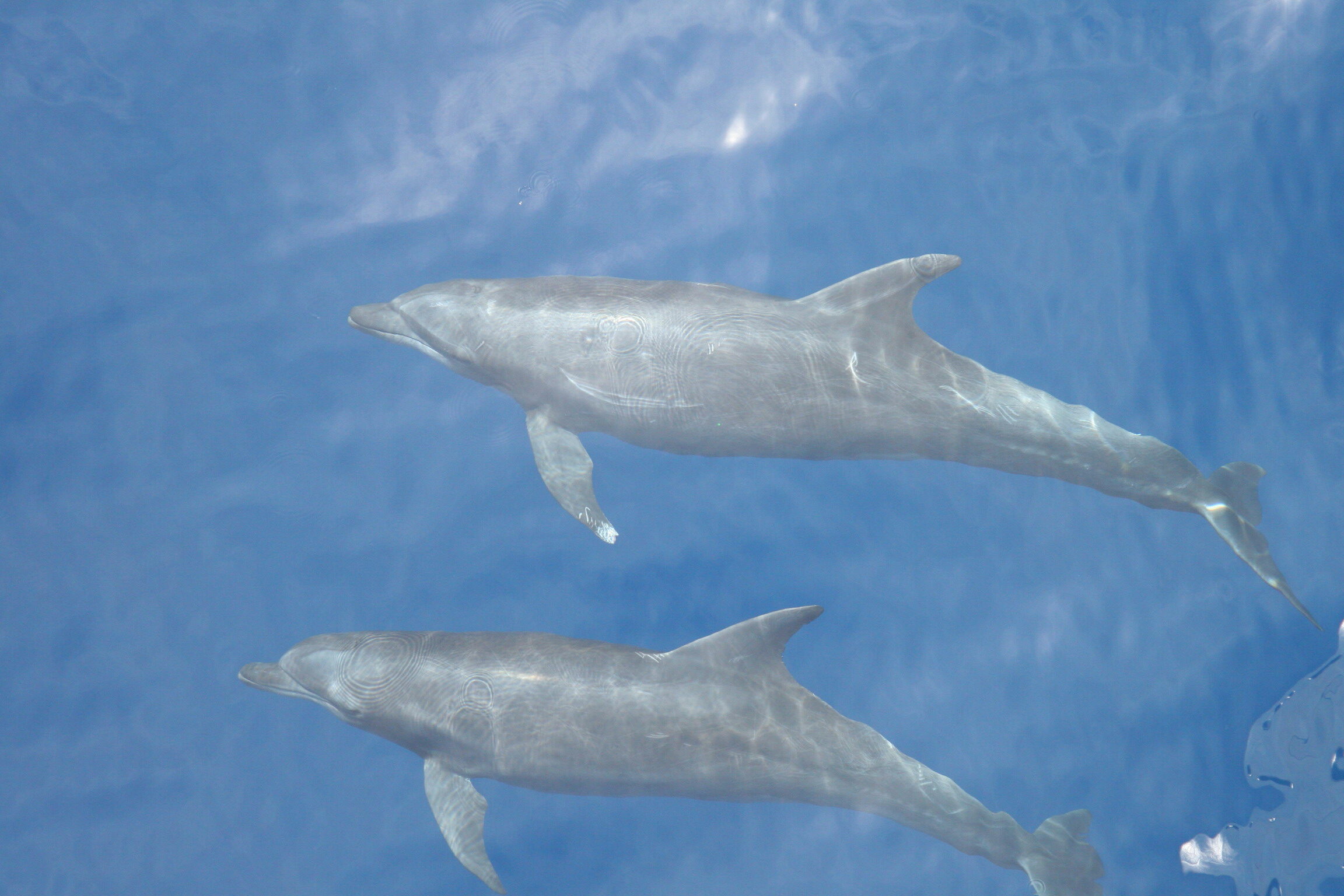 new sub-species bottlenose dolphin