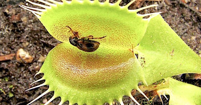 Venus flytrap