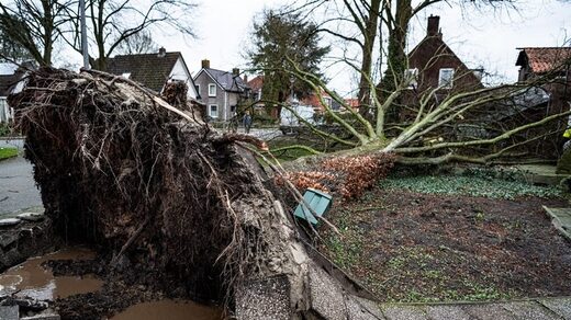dudley uprooted tree netherlands