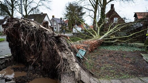 Click to enlarge dudley uprooted tree netherlands