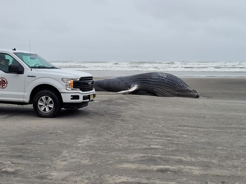 A deceased 30-foot humpback whale
