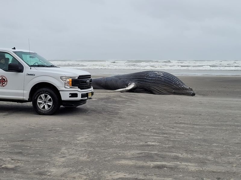 Click to enlarge A deceased 30-foot humpback whale