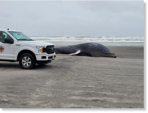 A deceased 30-foot humpback whale