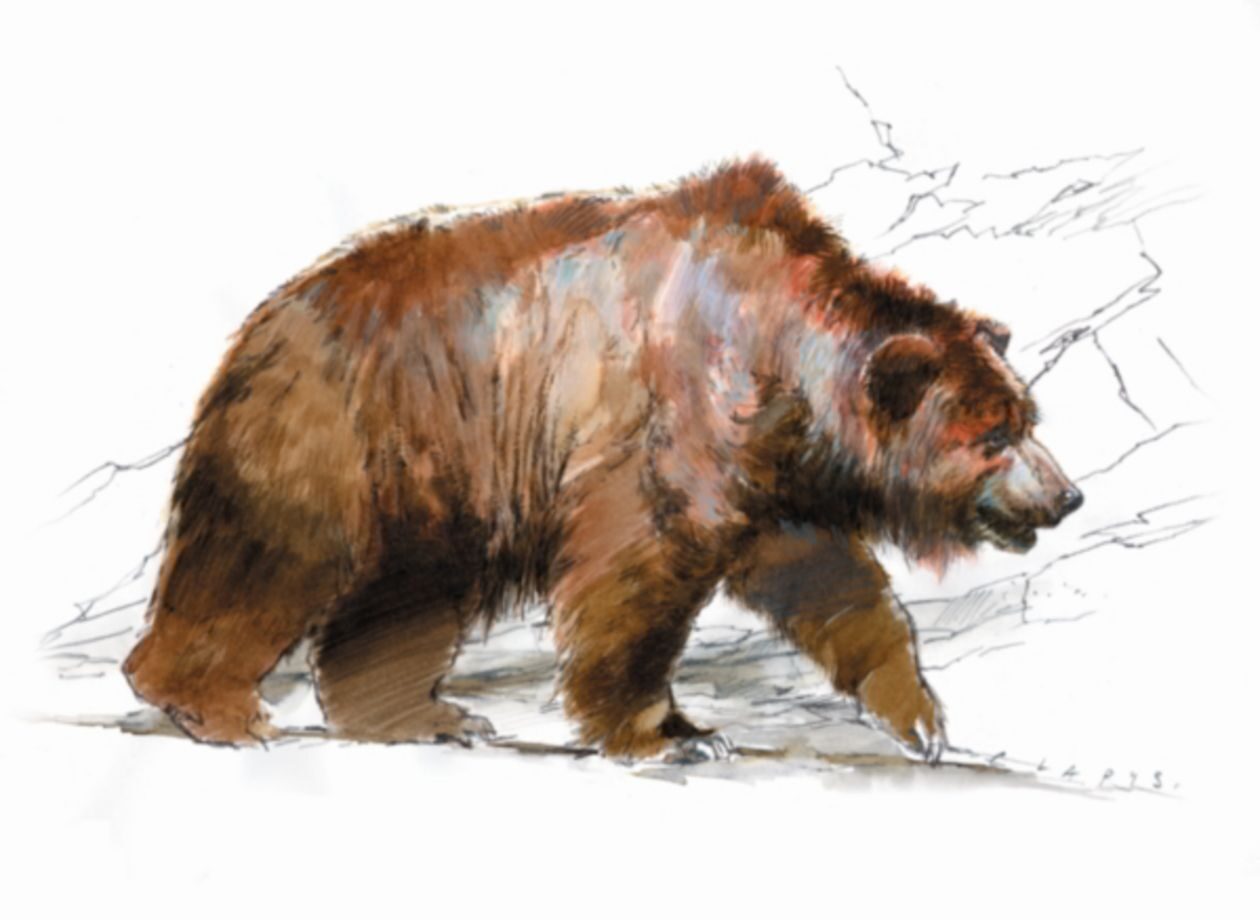 Click to enlarge Ice Age Bear