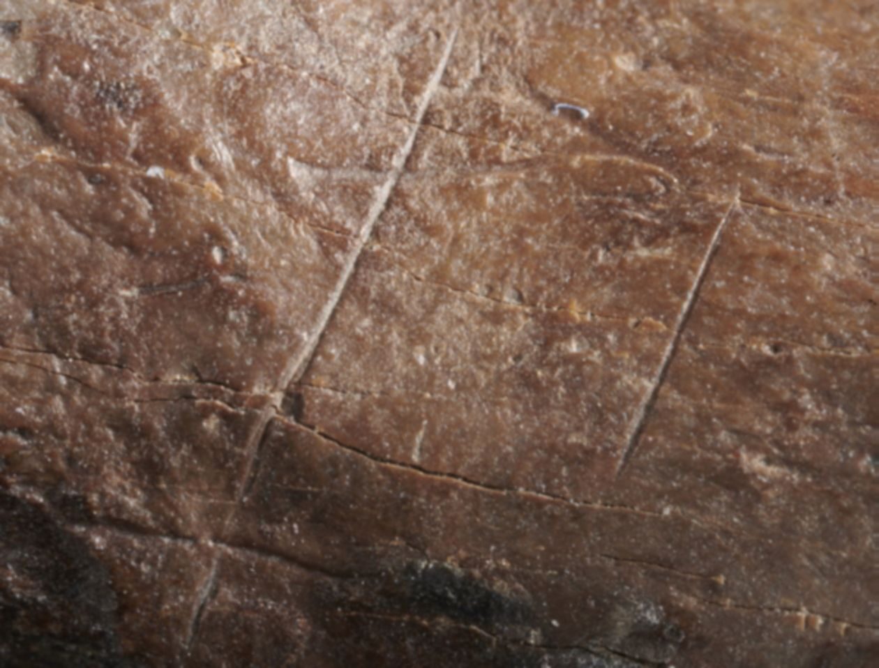 Click to enlarge Bear Skin