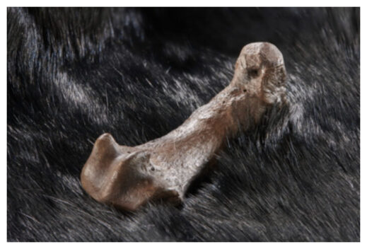 Metatarsal of Bear