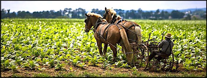 M's farm
