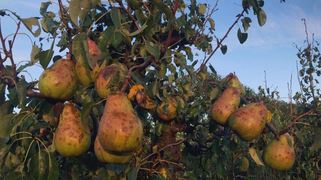 Click to enlarge fruit harvest damaged netherlands