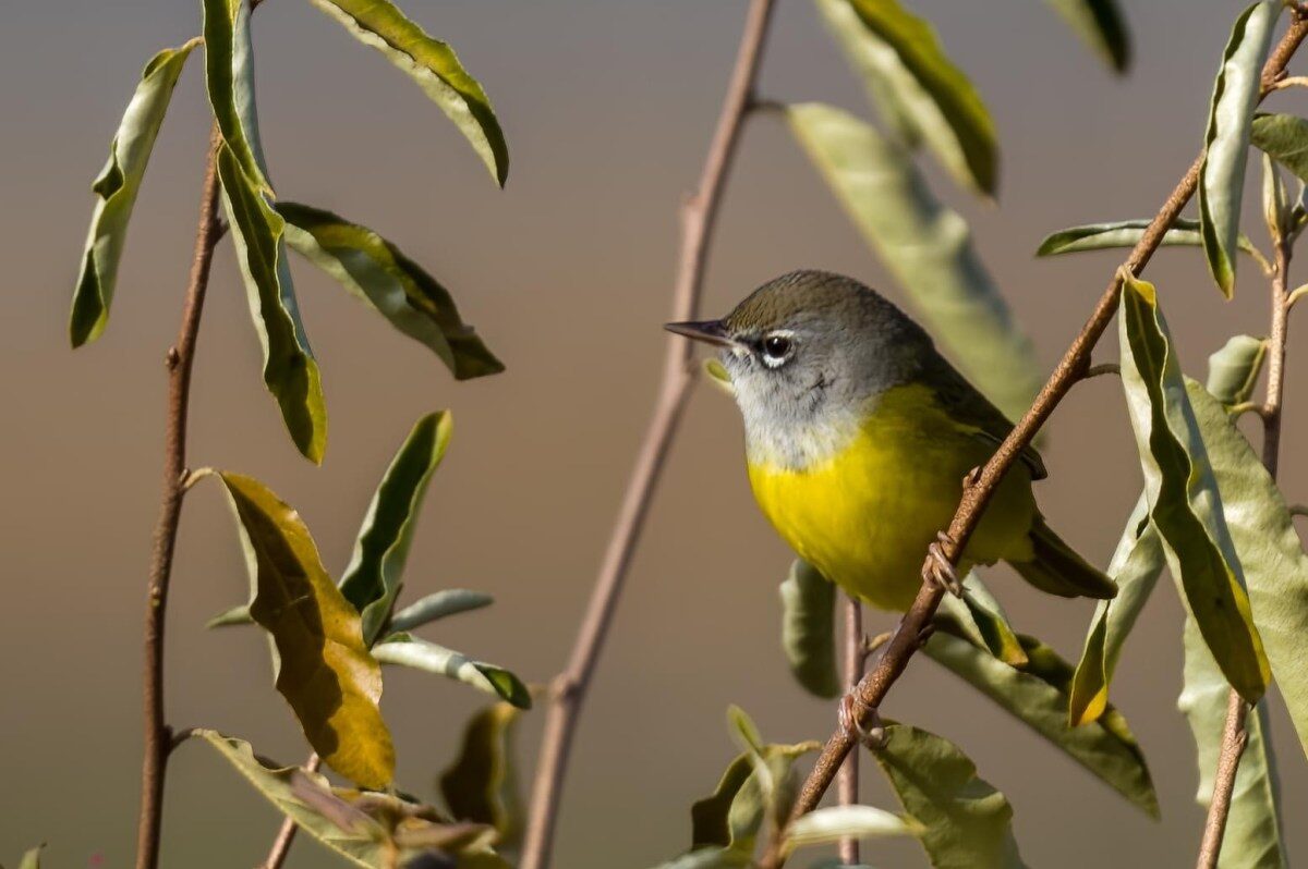 The MacGillivray's warbler spotted at Lake Shenandoah in Rockingham County. Courtesy of Garland Kitts.