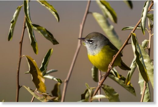 Click to enlarge The MacGillivray's warbler spotted at Lake Shenandoah in Rockingham County. Courtesy of Garland Kitts.