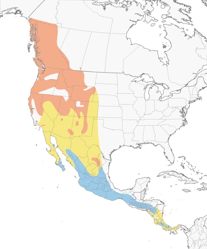 Click to enlarge The normal range of the MacGillivray’s warbler. Courtesy of Birds of the World by Cornell University.