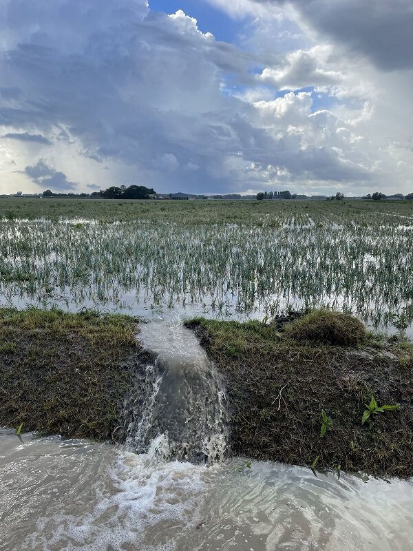 crop flooded netherlands