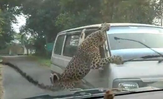 leopard