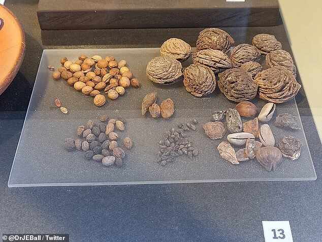 seed nuts rome colosseum drains archaeology