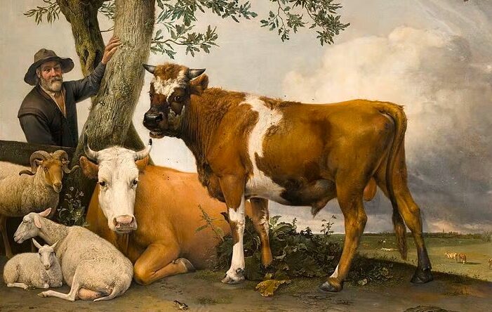 bulls