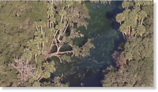 Hundreds of manatees flood Florida state park as rivers remain cold 1:44  ·  15 hours ago