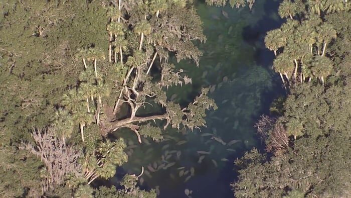 Hundreds of manatees flood Florida state park as rivers remain cold 1:44  ·  15 hours ago