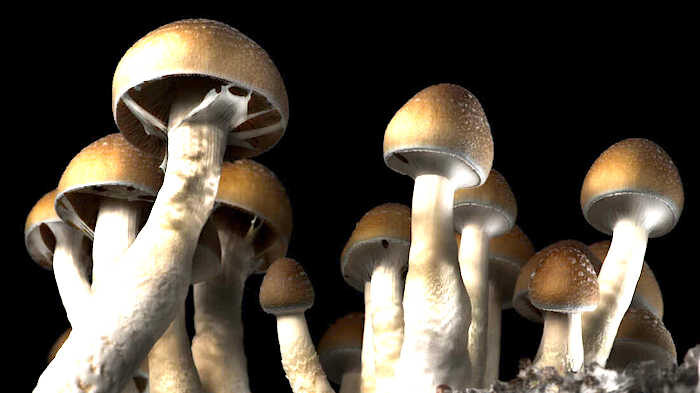 mushroom