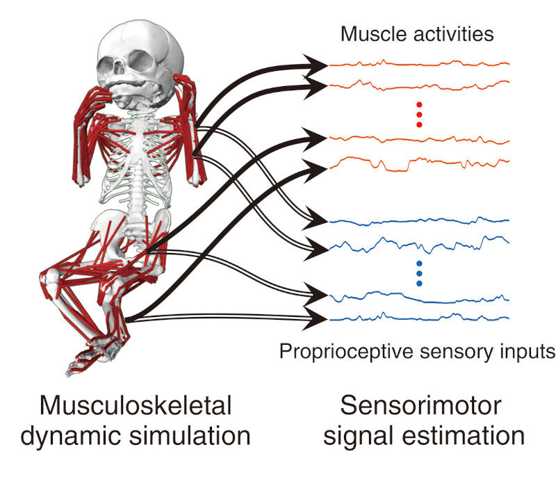 Click to enlarge Whole body simulation