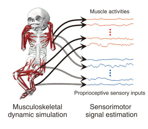 Click to enlarge Whole body simulation