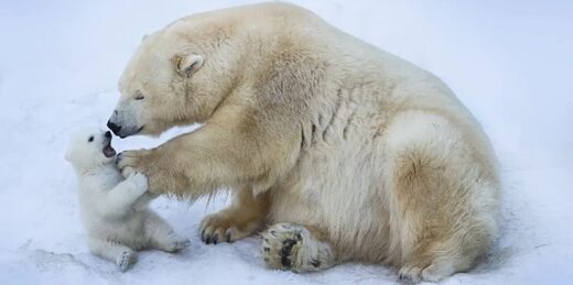 Polar Bear Population