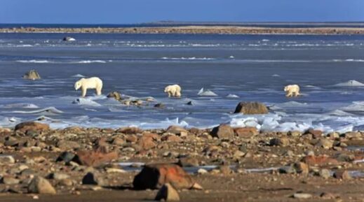 Arctic Polar Bear