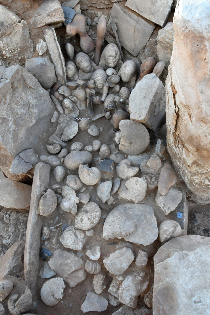 Marine fossils