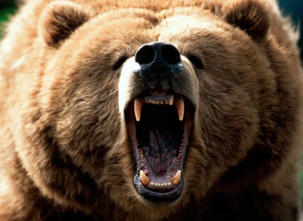 Russiam bear