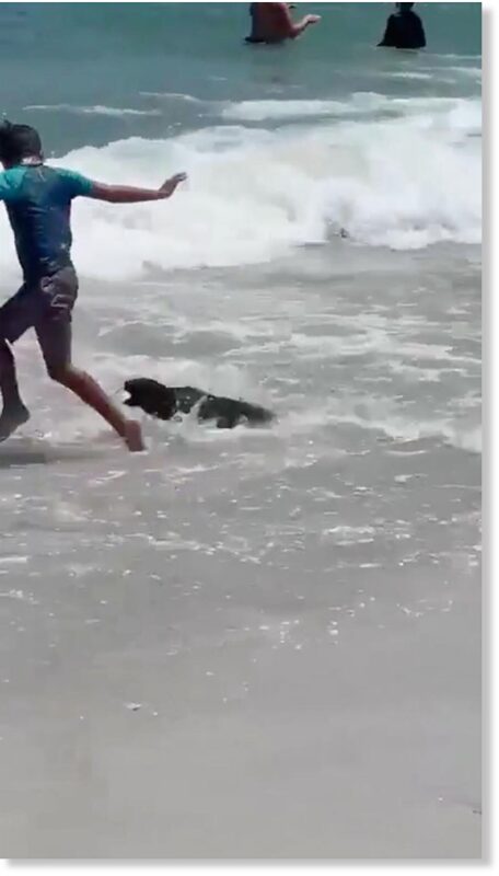 The seal attacks a boy in the shallows.