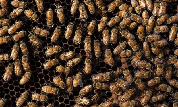 honeybees