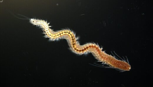 bristle worm Platynereidis dumerilii