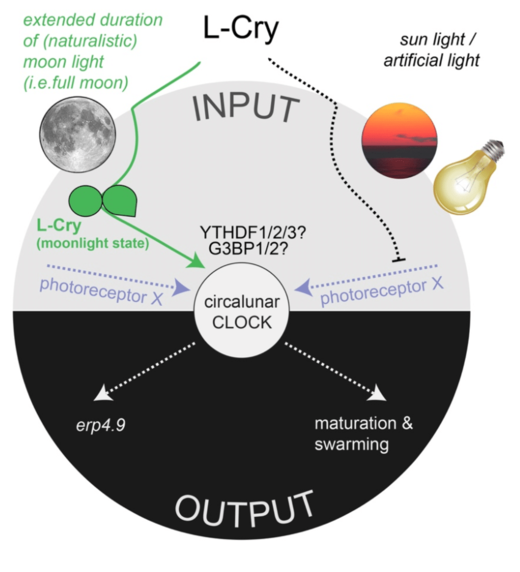 Click to enlarge L-Cry chryptochrome lunar cycle light detection