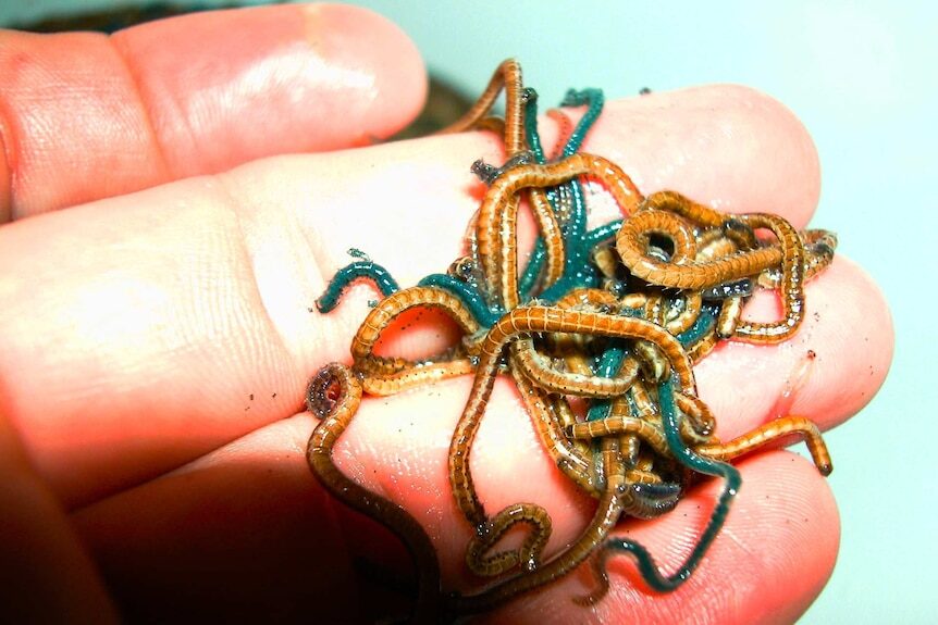palolo  worm lunar cycles