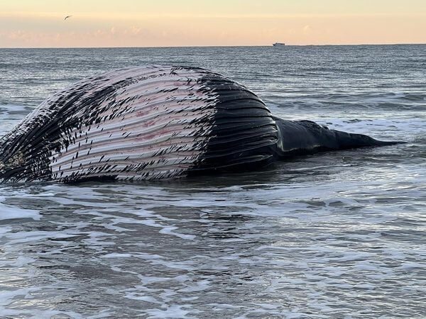 A dead humpback whale washed ashore Saturday morning on Mississippi Avenue in Atlantic City.