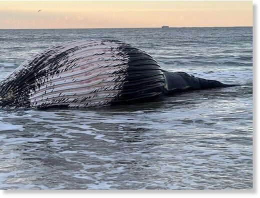 Click to enlarge A dead humpback whale washed ashore Saturday morning on Mississippi Avenue in Atlantic City.