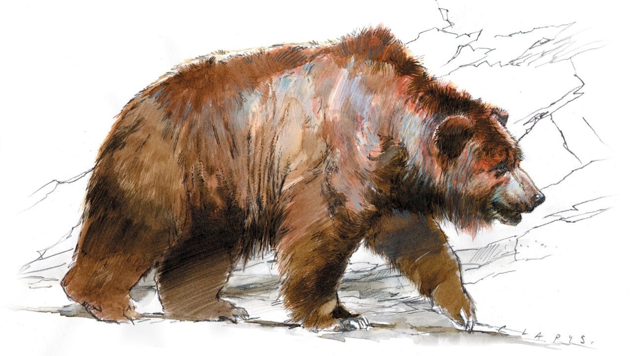 Click to enlarge Cave bear