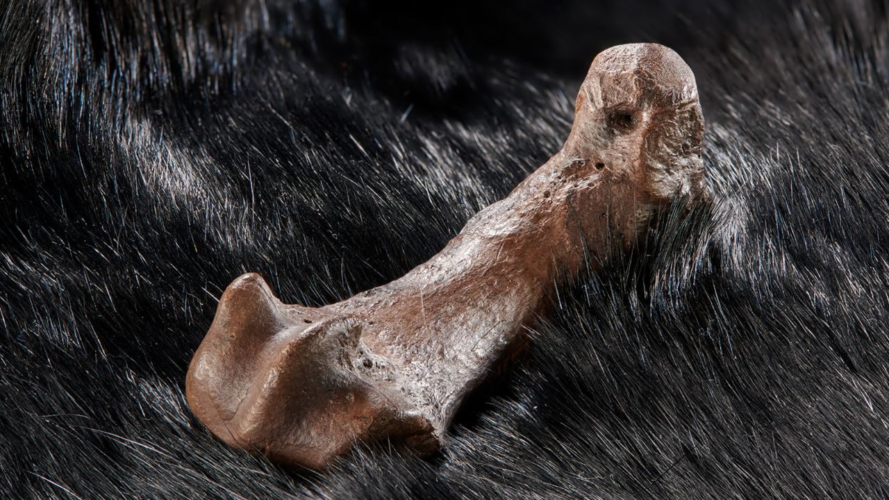 Click to enlarge bone