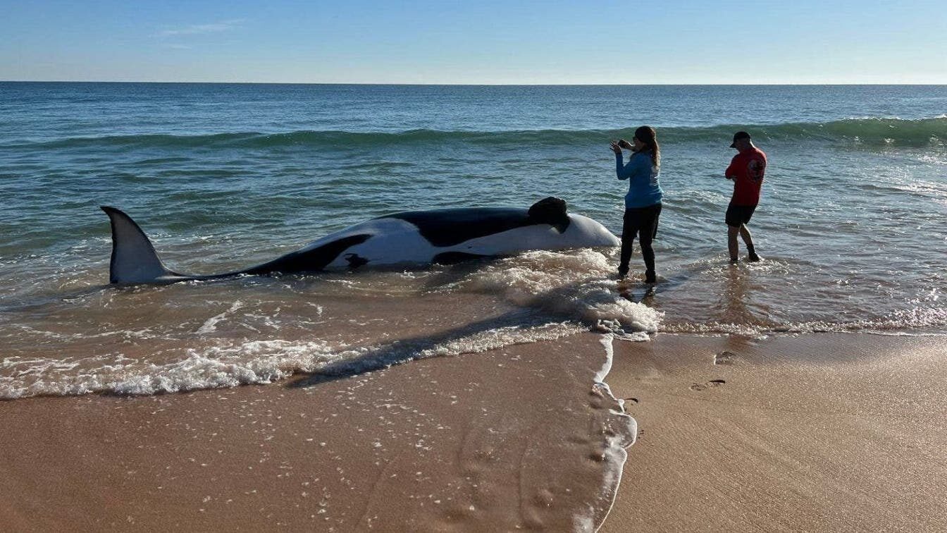 Authorities at Jungle Hut Park in Palm Coast, Florida oversee the removal of a 21-foot orca that became beached and lost its life.