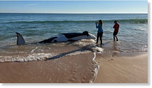 Click to enlarge Authorities at Jungle Hut Park in Palm Coast, Florida oversee the removal of a 21-foot orca that became beached and lost its life.
